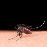 Dengue Fever